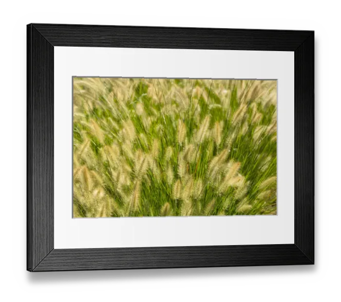 Framed Print : United States, Virginia, Arlington, Large group of ornamental grass heads Framed Print : United States, Virginia, Arlington, Large group of ornamental grass heads