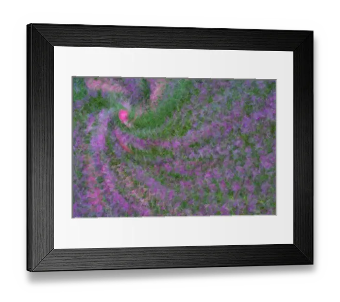 Framed Print : United States, Virginia, Arlington Multiple exposure swirl of purple petunias