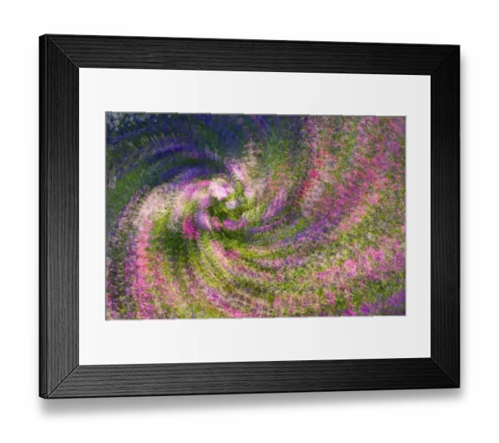 Framed Print : United States, Virginia, Arlington Multiple exposure swirl of purple petunias, sunlit