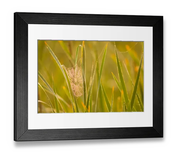 Framed Print : United States, Virginia, Fairfax, Huntley Meadows Orb spider web covered in dew on left Framed Print : United States, Virginia, Fairfax, Huntley Meadows Orb spider web covered in dew on left