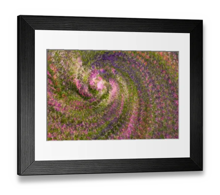 Framed Print : United States, Virginia, Arlington Multiple exposure swirl of purple petunias, sunlit Framed Print : United States, Virginia, Arlington Multiple exposure swirl of purple petunias, sunlit