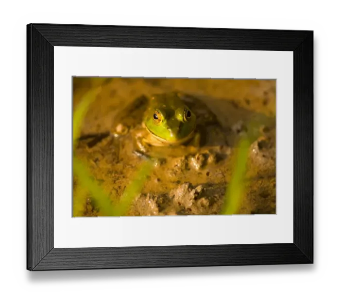 Framed Print : United States, Virginia, Fairfax, Huntley Meadows Green bullfrog sitting shallow water Framed Print : United States, Virginia, Fairfax, Huntley Meadows Green bullfrog sitting shallow water