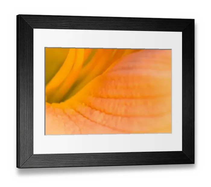 Framed Print : United States, Virginia, Arlington Looking inside the center of a pink day lily Framed Print : United States, Virginia, Arlington Looking inside the center of a pink day lily