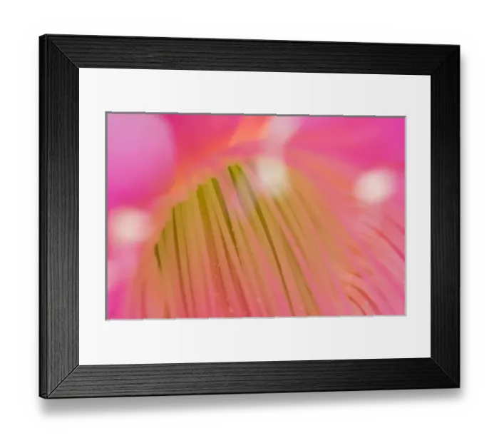 Framed Print : United States, Virginia, Arlington Close-up of center of pink cereus blossom with Framed Print : United States, Virginia, Arlington Close-up of center of pink cereus blossom with