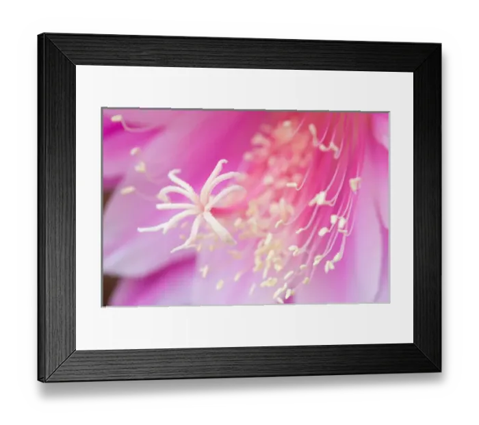 Framed Print : United States, Virginia, Arlington Close-up of center of pink cereus blossom