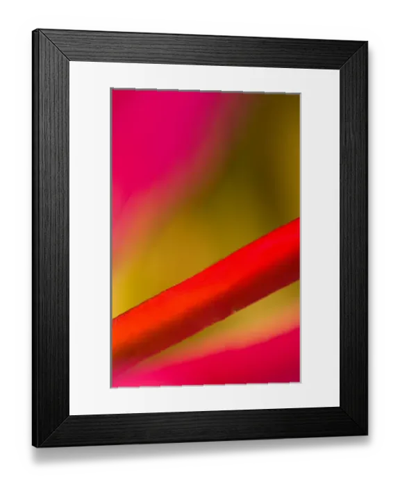 Framed Print : United States, Virginia, Arlington Stem and petals of a pink cereus blossom Framed Print : United States, Virginia, Arlington Stem and petals of a pink cereus blossom