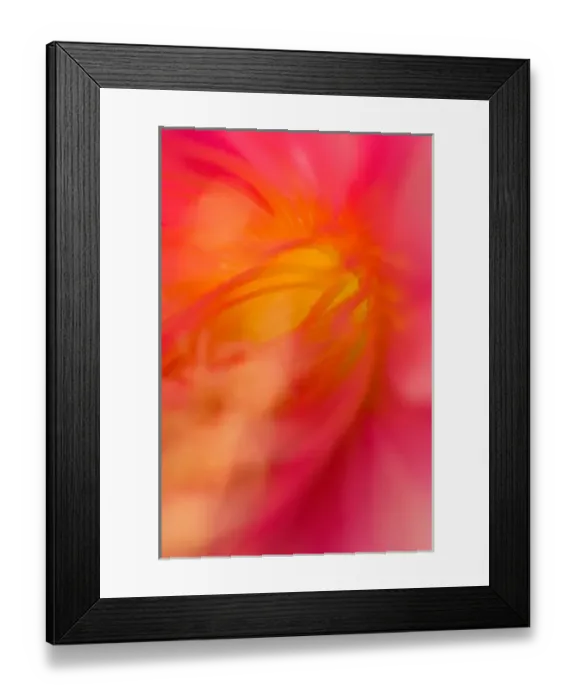 Framed Print : United States, Virginia, Arlington Close-up of center of pink cereus blossom Framed Print : United States, Virginia, Arlington Close-up of center of pink cereus blossom