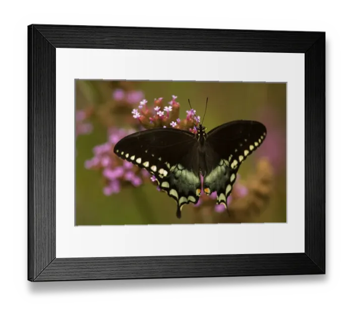 Framed Print : United States, Virginia, Vienna, Meadowlark Botanical Gardens Spicebush swallowtail Framed Print : United States, Virginia, Vienna, Meadowlark Botanical Gardens Spicebush swallowtail