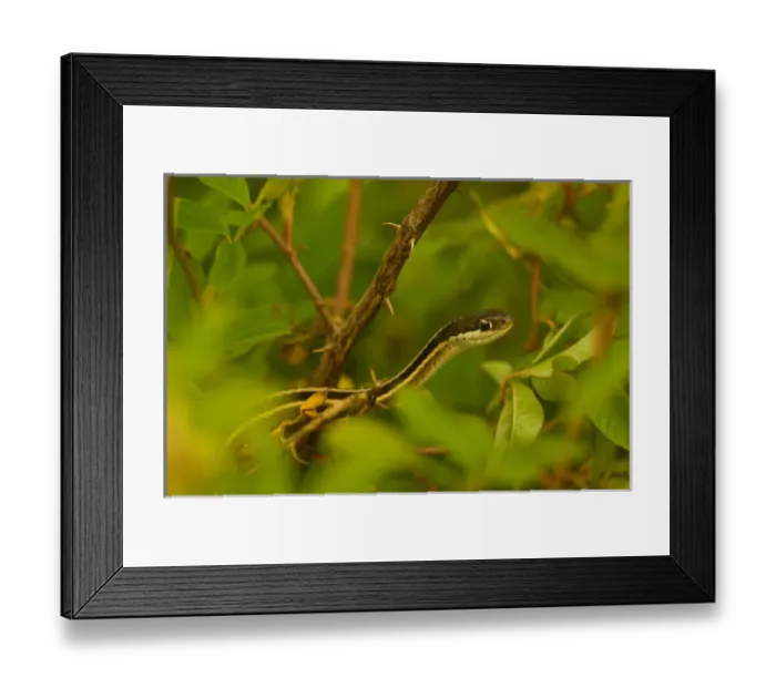 Framed Print : United States, Virginia, Fairfax, Huntley Meadows Small eastern garter snake