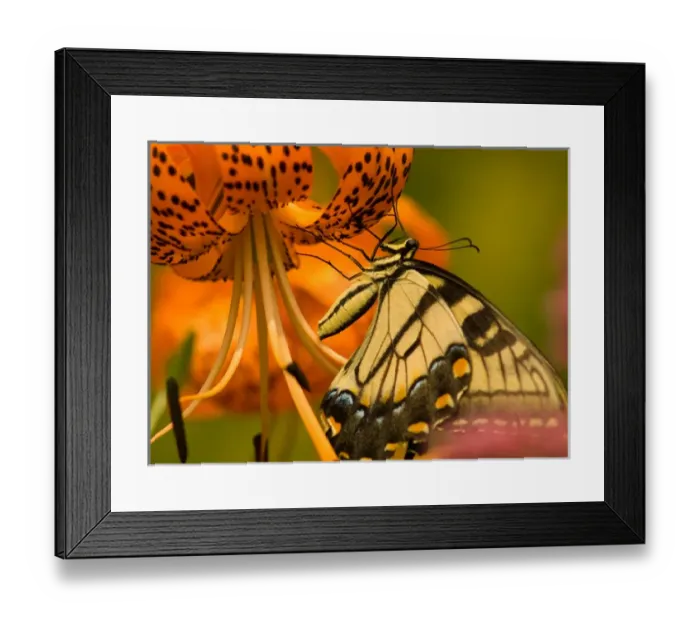 Framed Print : United States, Virginia, Vienna, Meadowlark Botanical Gardens Eastern tiger swallowtail