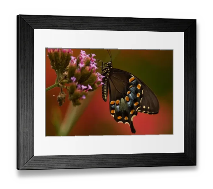 Framed Print : United States, Virginia, Vienna, Meadowlark Botanical Gardens Female black swallowtail