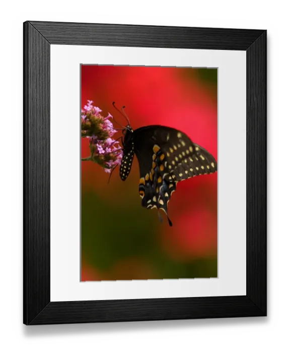 Framed Print : United States, Virginia, Vienna, Meadowlark Botanical Gardens Female black swallowtail