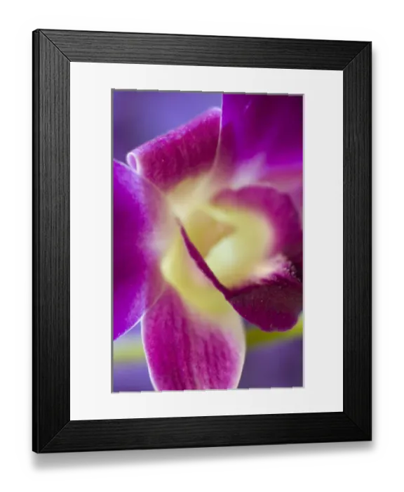 Framed Print : United States, Arlington, Virginia, closeup of pink orchid Framed Print : United States, Arlington, Virginia, closeup of pink orchid