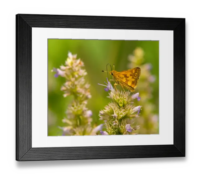 Framed Print : United States, Virginia, Vienna, Meadowlark Botanical Gardens Pecks skipper butterfly feeding Framed Print : United States, Virginia, Vienna, Meadowlark Botanical Gardens Pecks skipper butterfly feeding