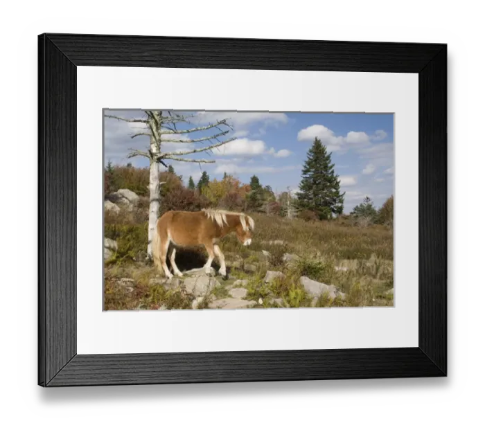 Framed Print : USA - Virginia. Wild pony in Grayson Highlands State Park and along trail to Mt. Rogers