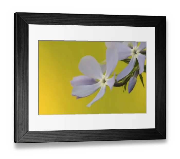 Framed Print : United States, Virginia, Arlington Framed Print : United States, Virginia, Arlington