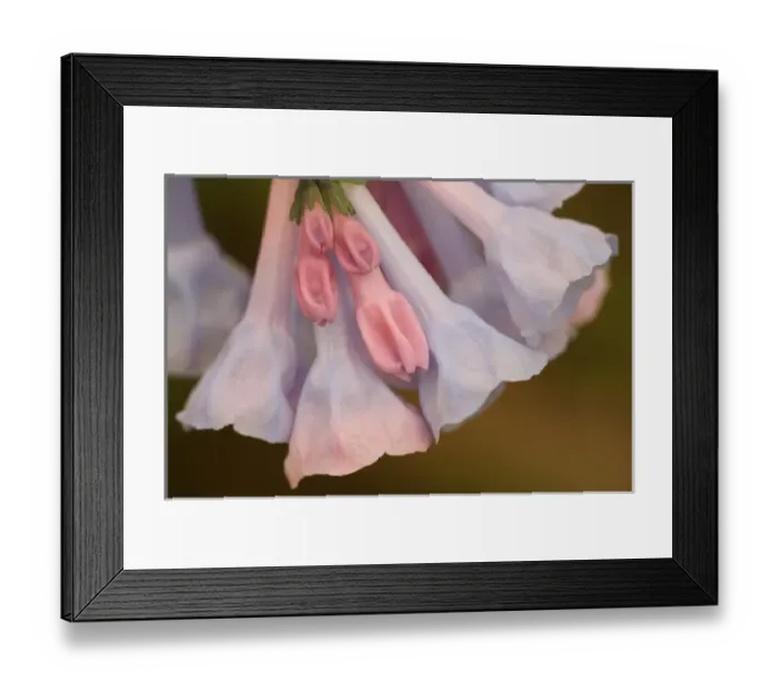 Framed Print : United States, Virginia, Manassas, Manassas National Battlefield Park, closeup of blue Framed Print : United States, Virginia, Manassas, Manassas National Battlefield Park, closeup of blue