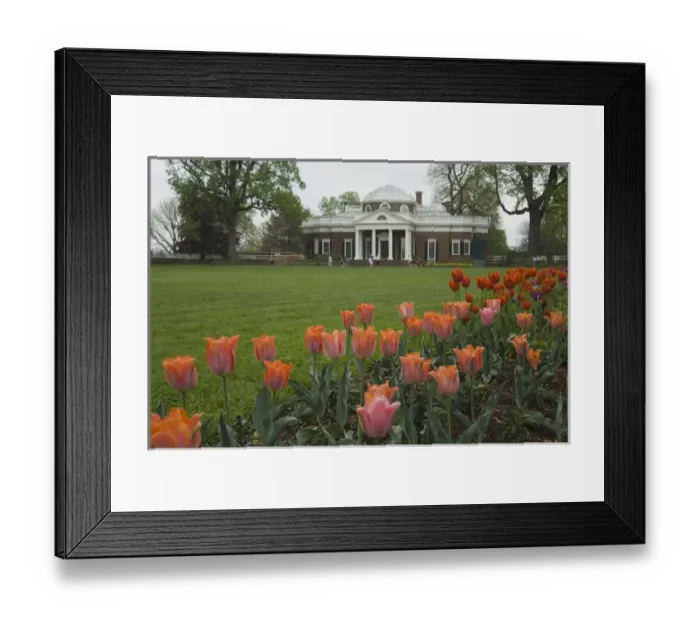 Framed Print : Tulips in garden of Monticello, home of U. S. President Thomas Jefferson, built 1769-1808 Framed Print : Tulips in garden of Monticello, home of U. S. President Thomas Jefferson, built 1769-1808