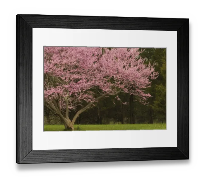 Framed Print : United States, Virginia, Manassas, Manassas National Battlefield Park, redbud tree Framed Print : United States, Virginia, Manassas, Manassas National Battlefield Park, redbud tree