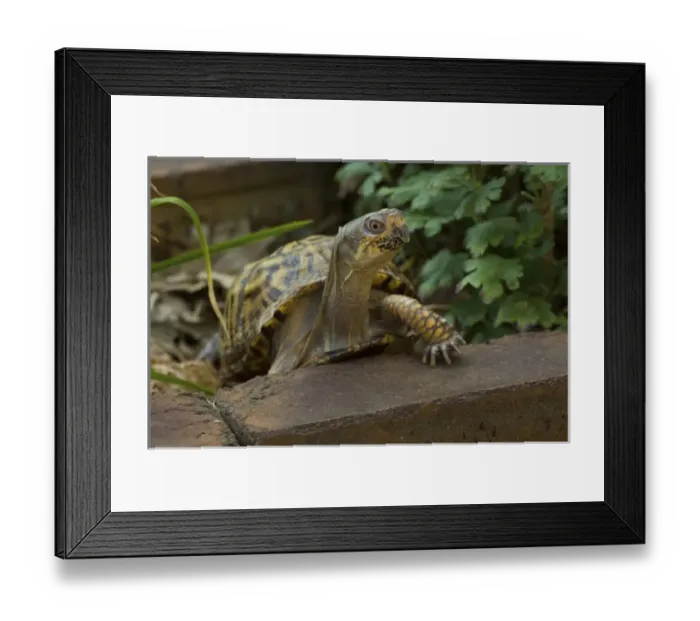 Framed Print : United States, Virginia, Arlington, box turtle in garden Framed Print : United States, Virginia, Arlington, box turtle in garden