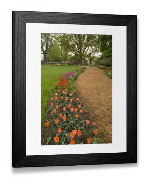 Framed Print : Tulips in garden of Monticello, home of U. S. President Thomas Jefferson, built 1769-1808 Framed Print : Tulips in garden of Monticello, home of U. S. President Thomas Jefferson, built 1769-1808