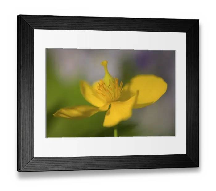Framed Print : United States, Virginia, Arlington, closeup of yellow poppy