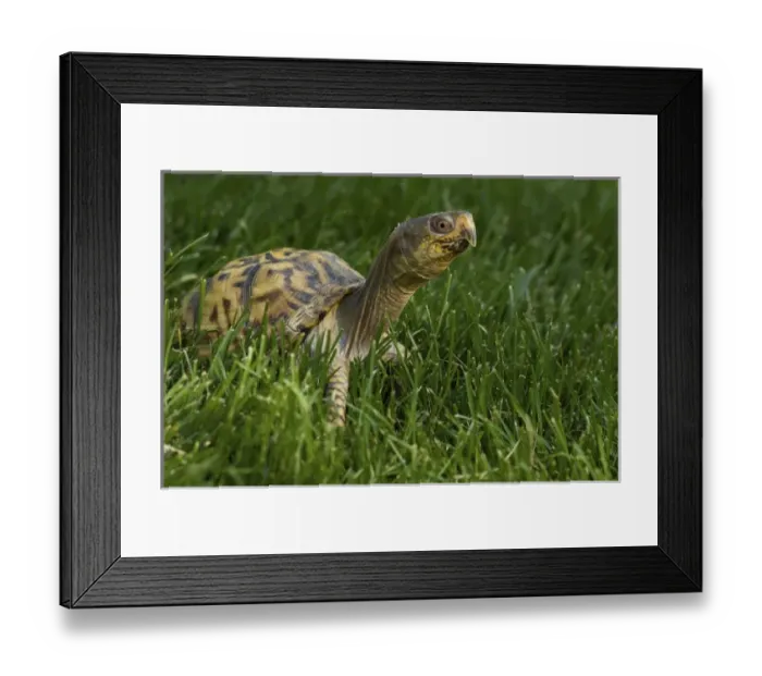 Framed Print : United States, Virginia, Arlington, box turtle in grass Framed Print : United States, Virginia, Arlington, box turtle in grass