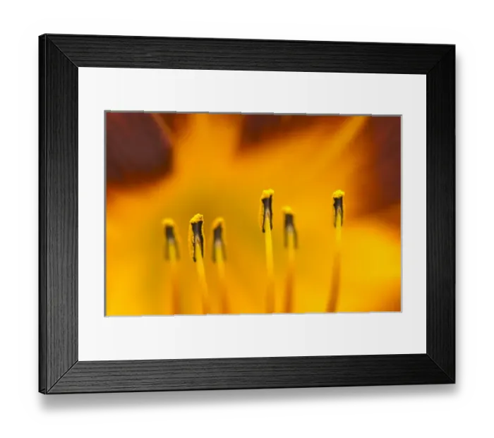 Framed Print : United States, Virginia, Arlington, closeup of day lily stamen Framed Print : United States, Virginia, Arlington, closeup of day lily stamen