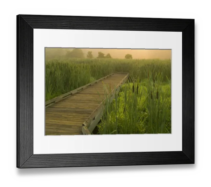 Framed Print : United States, Virginia, Fairfax, Huntley Meadows, boardwalk through cattails in fog Framed Print : United States, Virginia, Fairfax, Huntley Meadows, boardwalk through cattails in fog