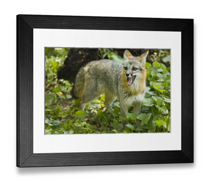 Framed Print : Fox, Maymont Park Zoo, Richmond, Virginia, United States Framed Print : Fox, Maymont Park Zoo, Richmond, Virginia, United States