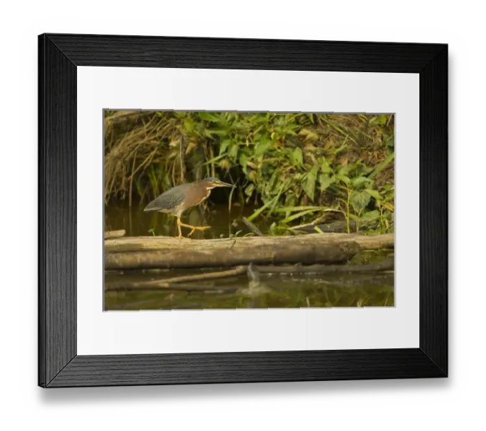 Framed Print : United States, Virginia, Fairfax, Huntley Meadows, green heron walking on log
