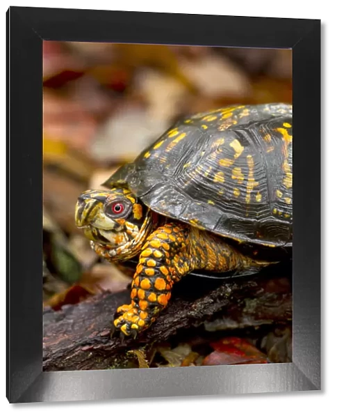 Eastern Box turtle (male) Terrapene carolina, Jefferson National Forest, Virginia
