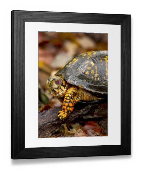 Framed Print : Eastern Box turtle (male) Terrapene carolina, Jefferson National Forest, Virginia Framed Print : Eastern Box turtle (male) Terrapene carolina, Jefferson National Forest, Virginia