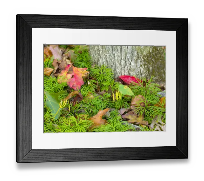 Framed Print : Ground pine, Lycopodium obscurum, Jefferson National Forest, Virginia Framed Print : Ground pine, Lycopodium obscurum, Jefferson National Forest, Virginia