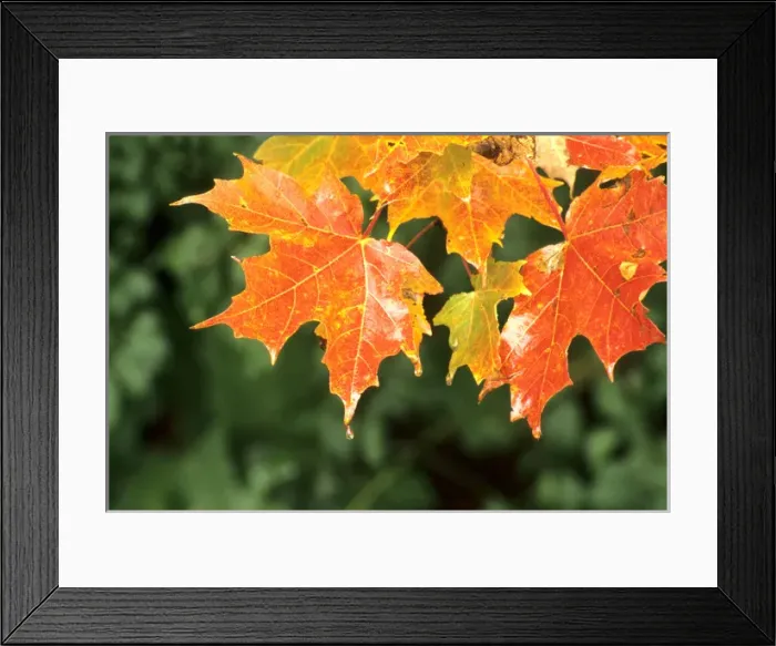 Framed Print : USA, Vermont. Waterdrops among the red leaves Framed Print : USA, Vermont. Waterdrops among the red leaves