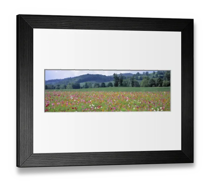 Framed Print : USA, Virginia, Tazewell. Colorful cosmos cover a wide field near Tazewell, Virginia Framed Print : USA, Virginia, Tazewell. Colorful cosmos cover a wide field near Tazewell, Virginia