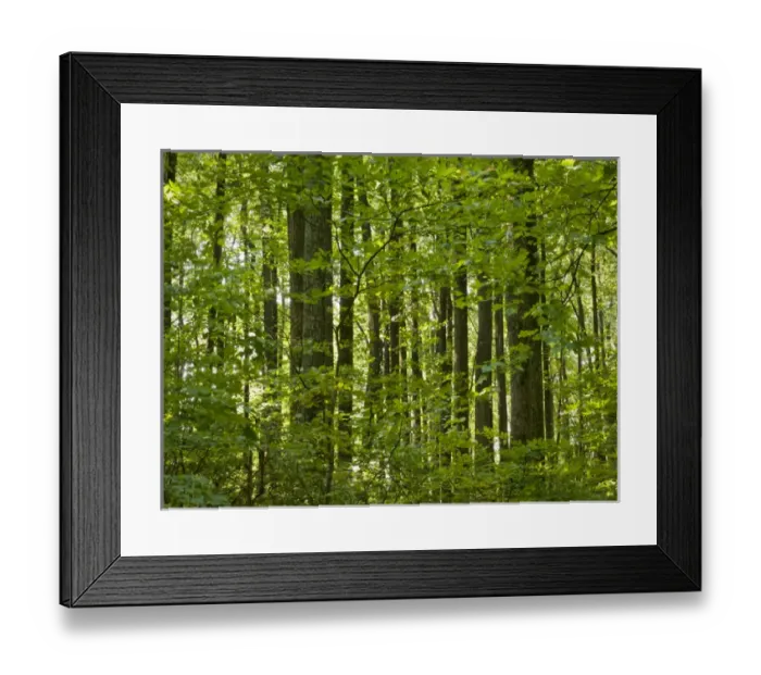 Framed Print : Shenandoah National Park, maple woods at north end of park near Gooney Manor overlook