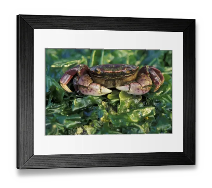 Framed Print : N. A, USA, Washington, Olympic Nat l Park Purple Shore Crab, Tongue Point Framed Print : N. A, USA, Washington, Olympic Nat l Park Purple Shore Crab, Tongue Point