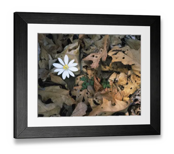 Framed Print : SHENANDOAH NATIONAL PARK, VIRGINIA. USA. Bloodroot (Sanguinaria canadensis) & oak leaves Framed Print : SHENANDOAH NATIONAL PARK, VIRGINIA. USA. Bloodroot (Sanguinaria canadensis) & oak leaves