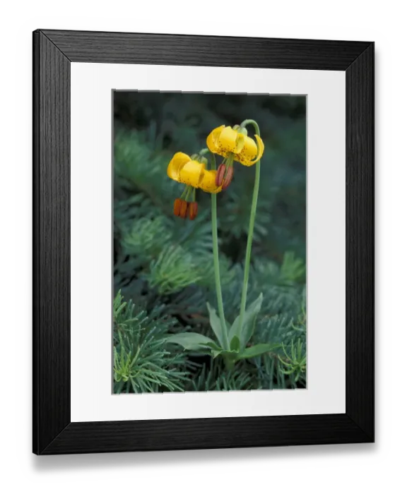 Framed Print : N. A, USA, Washington, Olympic Nat l Park Columbia Tiger Lilys Framed Print : N. A, USA, Washington, Olympic Nat l Park Columbia Tiger Lilys