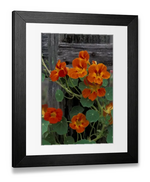 Framed Print : N. A. USA, Washington Nasturtium flowers on wooden fence Framed Print : N. A. USA, Washington Nasturtium flowers on wooden fence