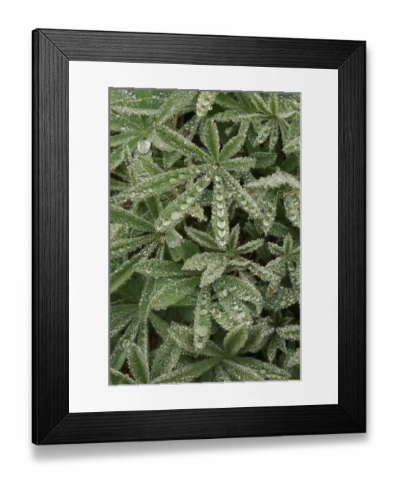 Framed Print : Lupine foilage and raindrop pattern, Mt. Rainier National Park, Washington Framed Print : Lupine foilage and raindrop pattern, Mt. Rainier National Park, Washington