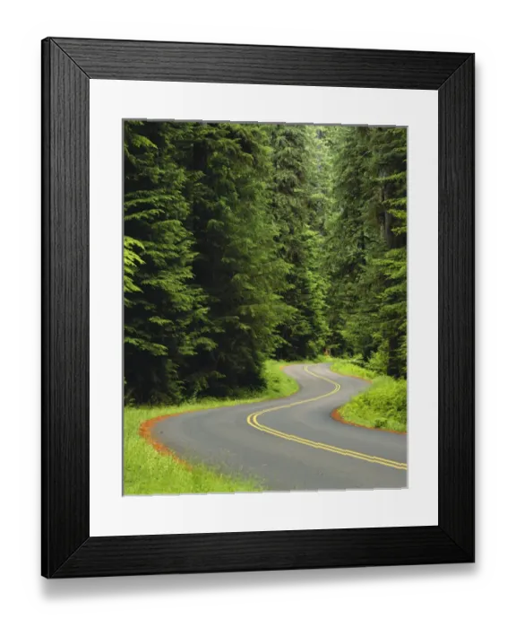 Framed Print : USA, Washington State, Olympic National Park, Road through green lush forest Framed Print : USA, Washington State, Olympic National Park, Road through green lush forest