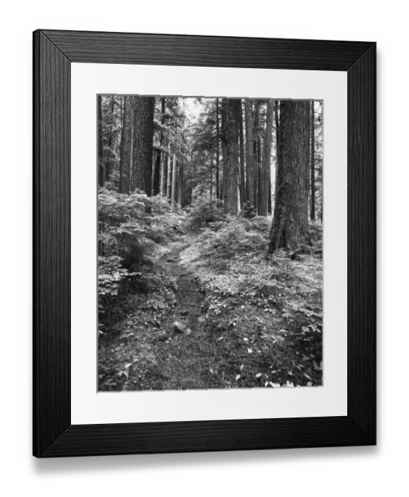 Framed Print : USA, Washington State, Olympic National Park, Path through old growth rainforest Framed Print : USA, Washington State, Olympic National Park, Path through old growth rainforest