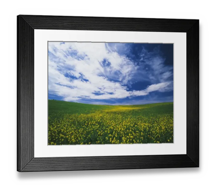 Framed Print : USA, Washington State, Eastern Washington, View of wild mustard flowers field Framed Print : USA, Washington State, Eastern Washington, View of wild mustard flowers field