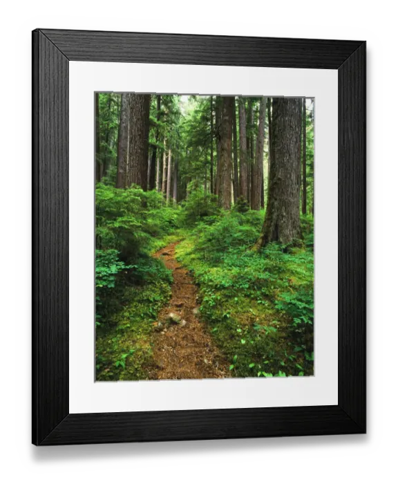 Framed Print : USA, Washington State, Olympic National Park, Path through old growth rainforest