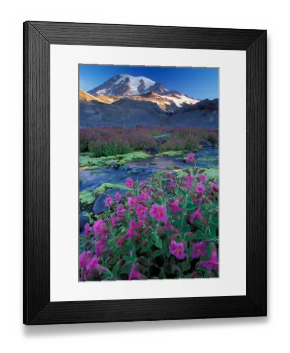 Framed Print : North America; USA; Washington Monkey Flowers Framed Print : North America; USA; Washington Monkey Flowers