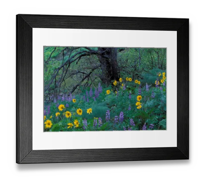 Framed Print : North America; USA; Washington; Columbia River Gorge Balsam Root And Lupine
