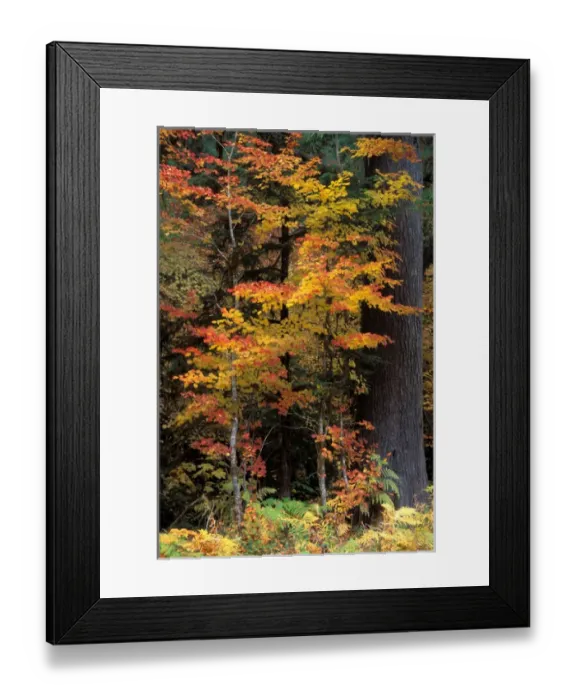 Framed Print : North America; USA; Washington Vine Maple
