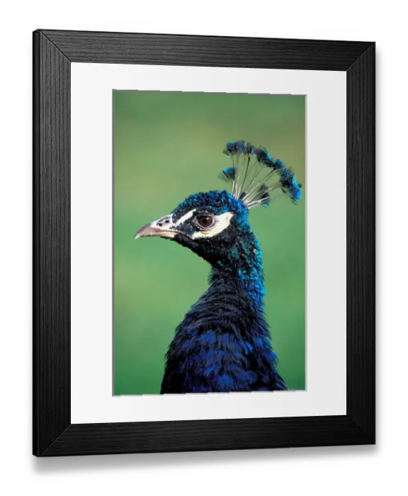Framed Print : North America; USA; Washington Peacock Portrait Framed Print : North America; USA; Washington Peacock Portrait